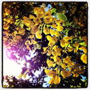 درخت پروانه